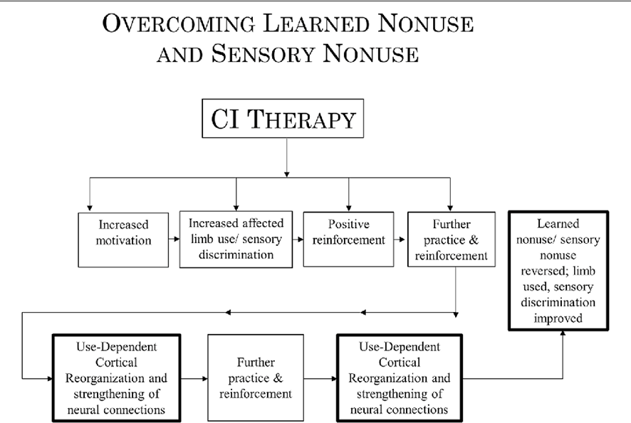 CI THERAPY, TERAPIA DE INDUCCIÓN DEL MOVIMIENTO POR RESTRICCIÓN: EVIDENCIA CIENTÍFICA Y CLÍNICA EN NEUROREHABILITACIÓN. PARTE 2.